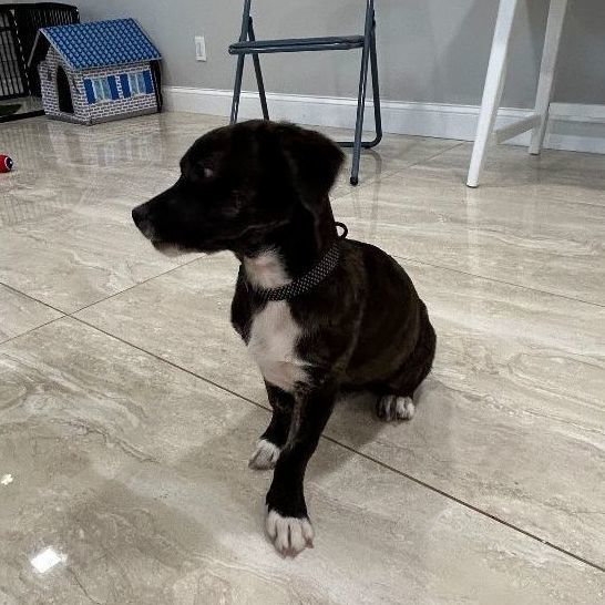 Enlarge Austin, a Adopted mixed breed in Abington, PA image 1/9