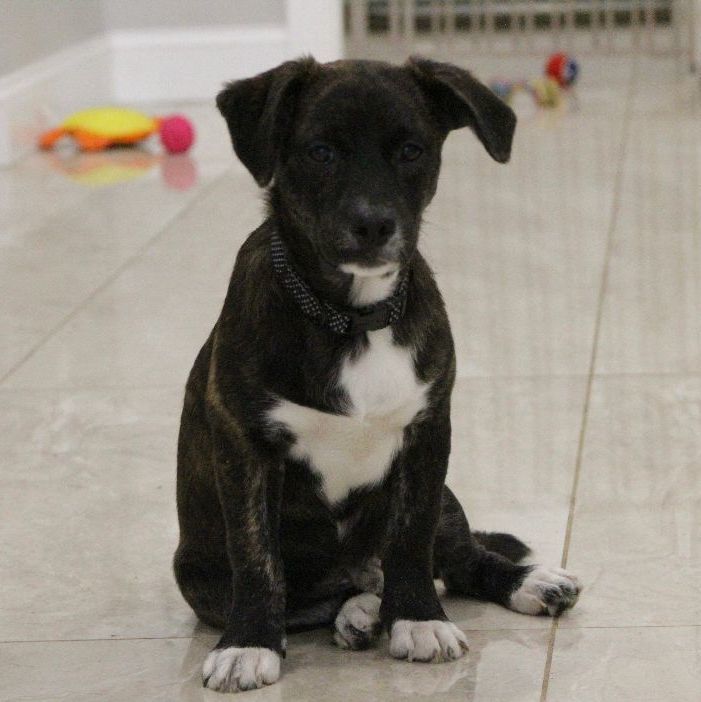 Enlarge Austin, a Adopted mixed breed in Abington, PA image 2/9