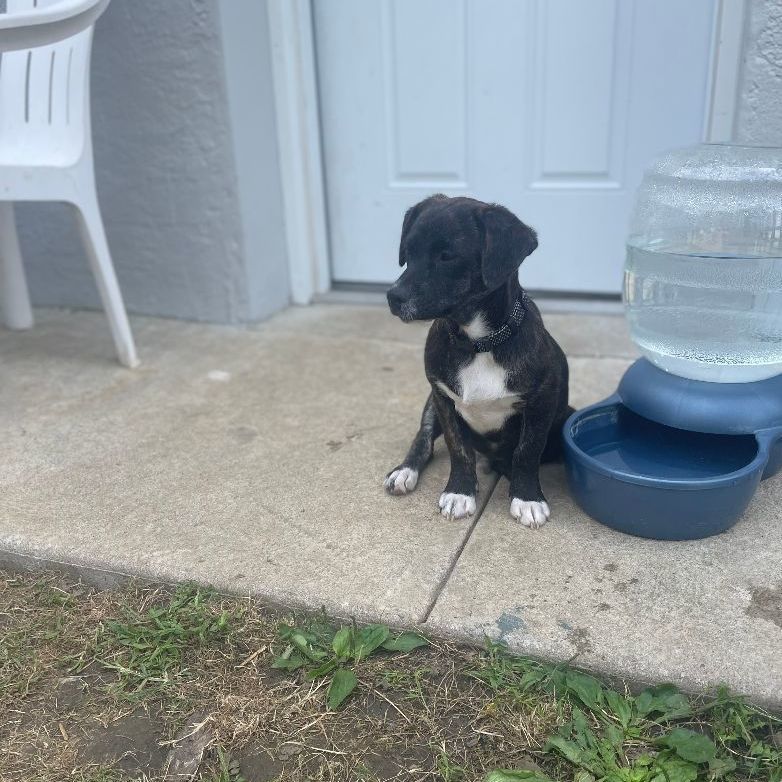 Enlarge Austin, a Adopted mixed breed in Abington, PA image 3/9