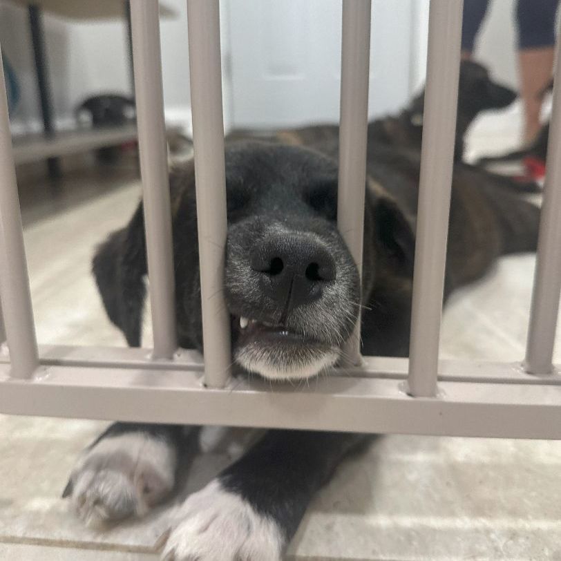 Enlarge Austin, a Adopted mixed breed in Abington, PA image 4/9