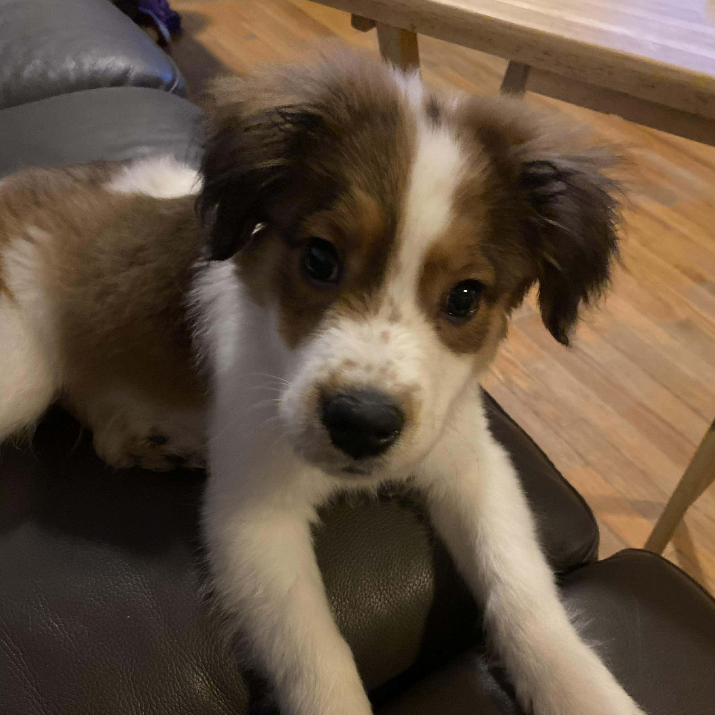 Romeo, adopted, Puppy Male Australian Shepherd.