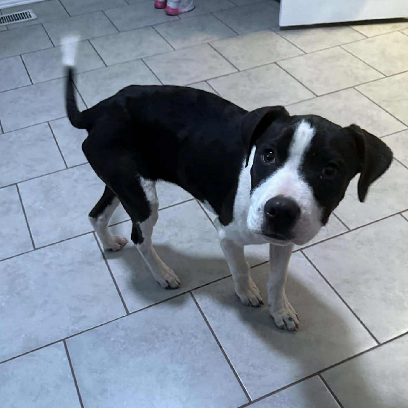 Scooby, an adopted mixed breed in Yukon, OK image 2/3