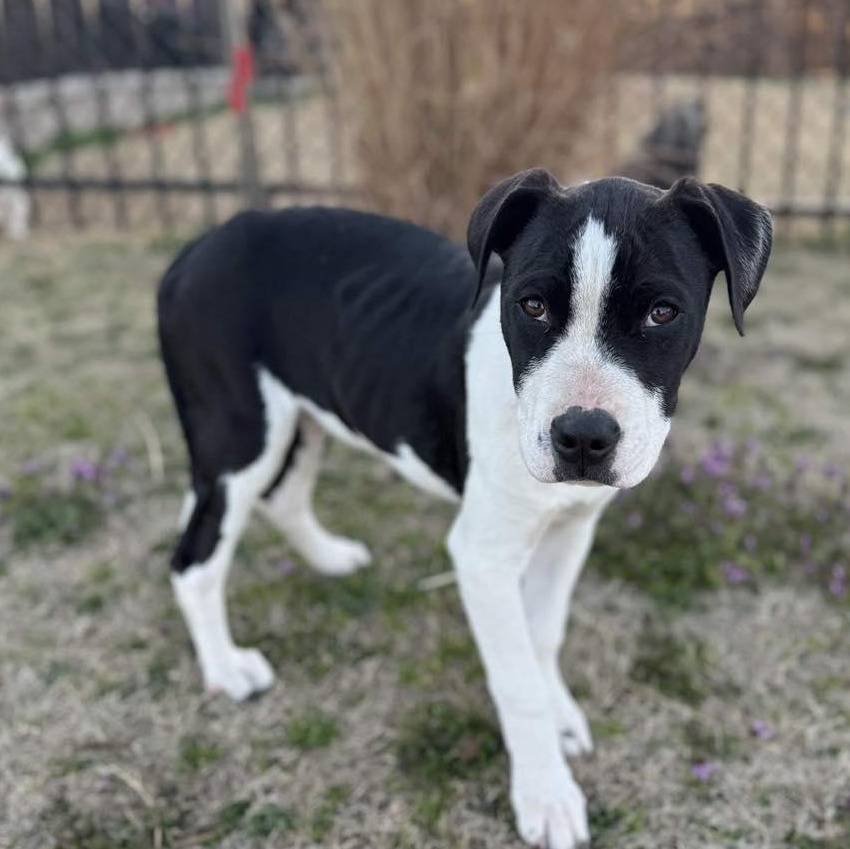 Scooby, an adopted mixed breed in Yukon, OK image 1/3
