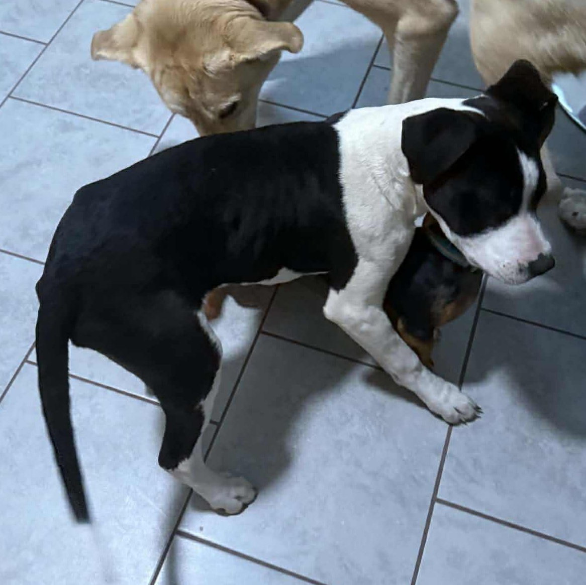 Scooby, an adopted mixed breed in Yukon, OK image 3/3