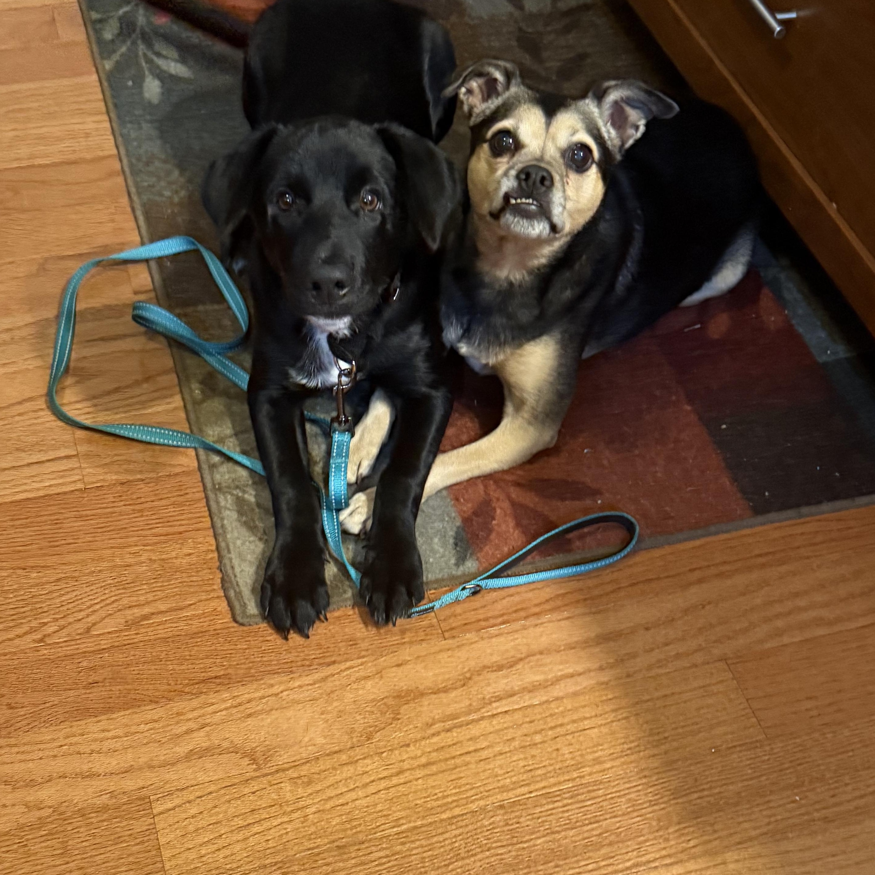 PIP, Adoptable, Puppy Female Labrador Retriever.