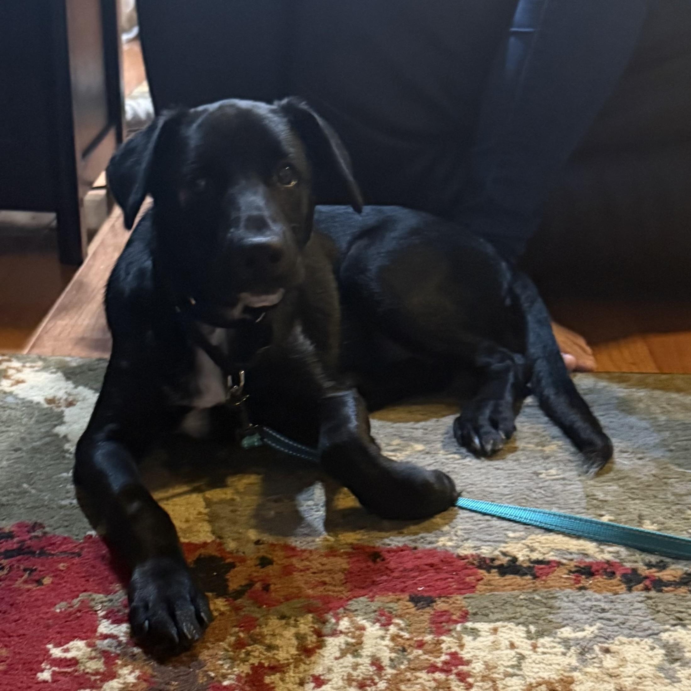 Enlarge PIP, a Adoptable mixed breed in Southbridge , MA image 3/6