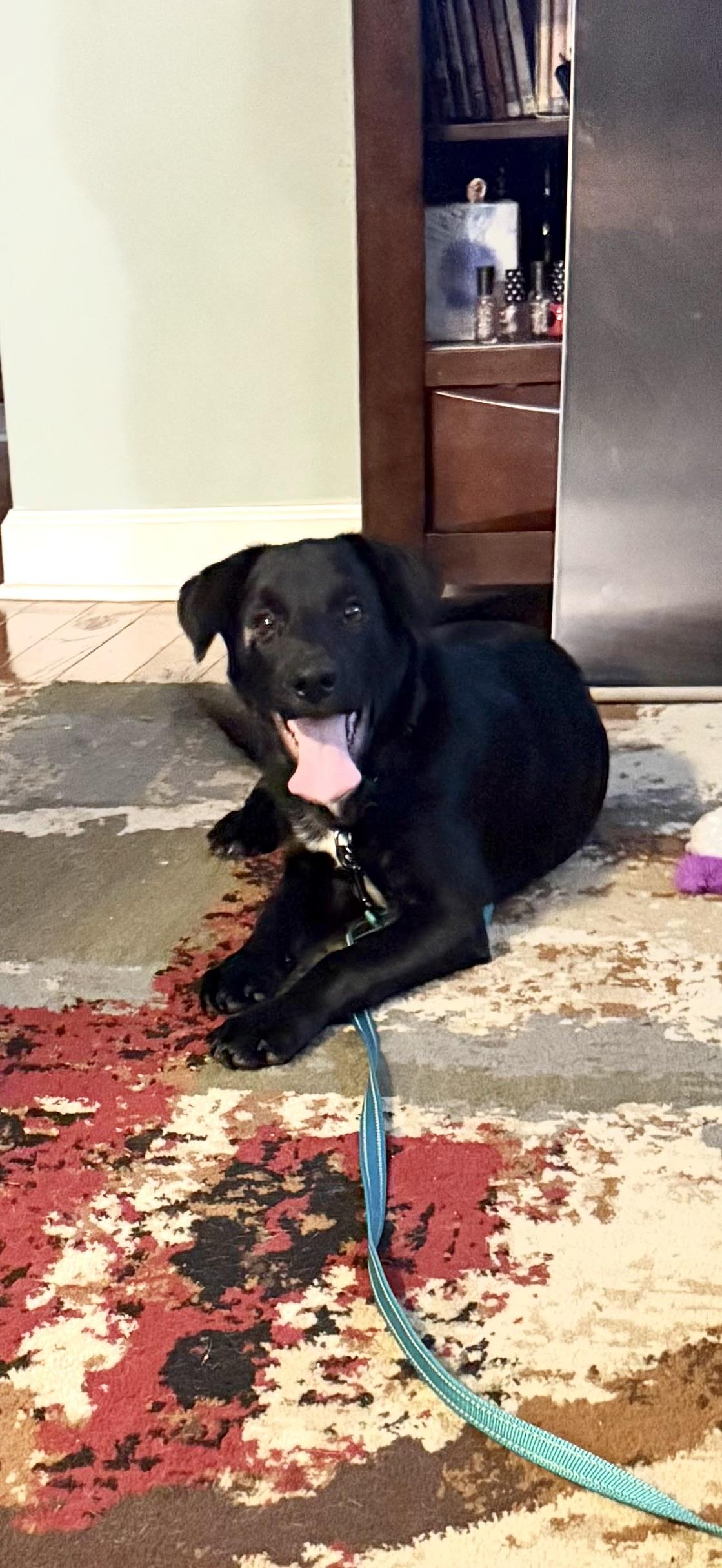 Enlarge PIP, a Adoptable mixed breed in Southbridge , MA image 4/6