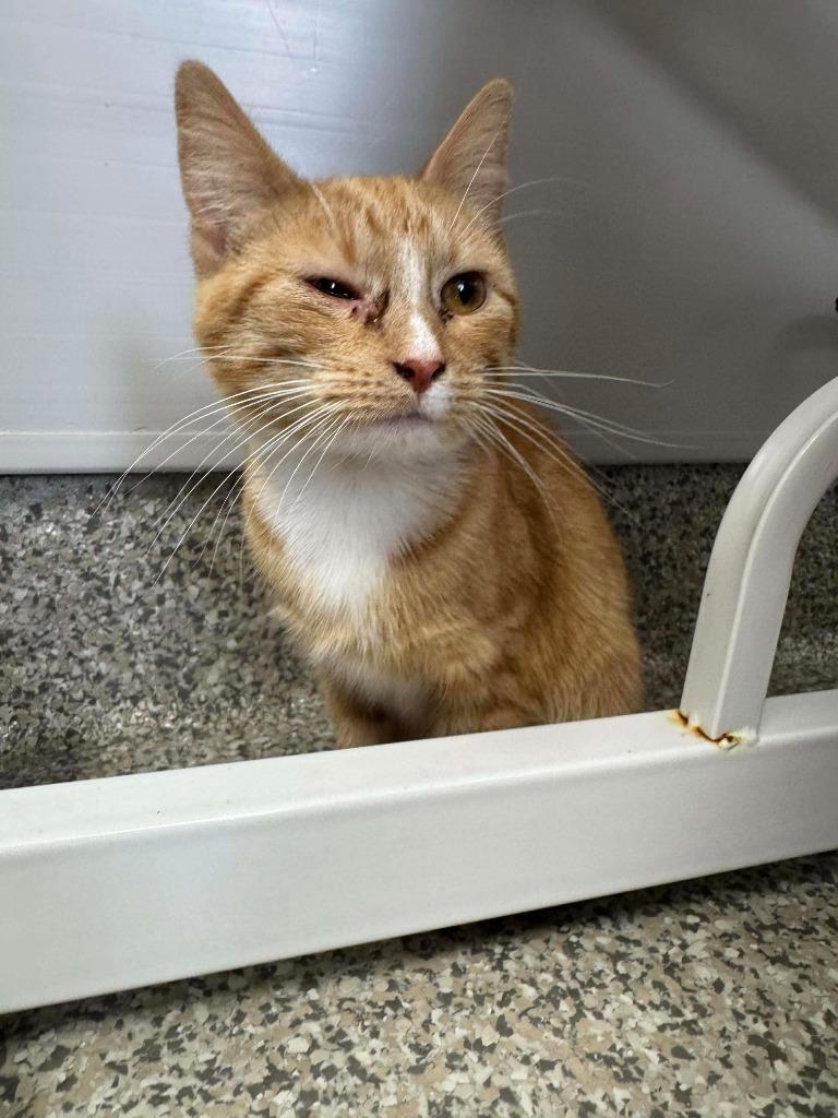 Gold, Adoptable, Kitten Female Domestic Short Hair.