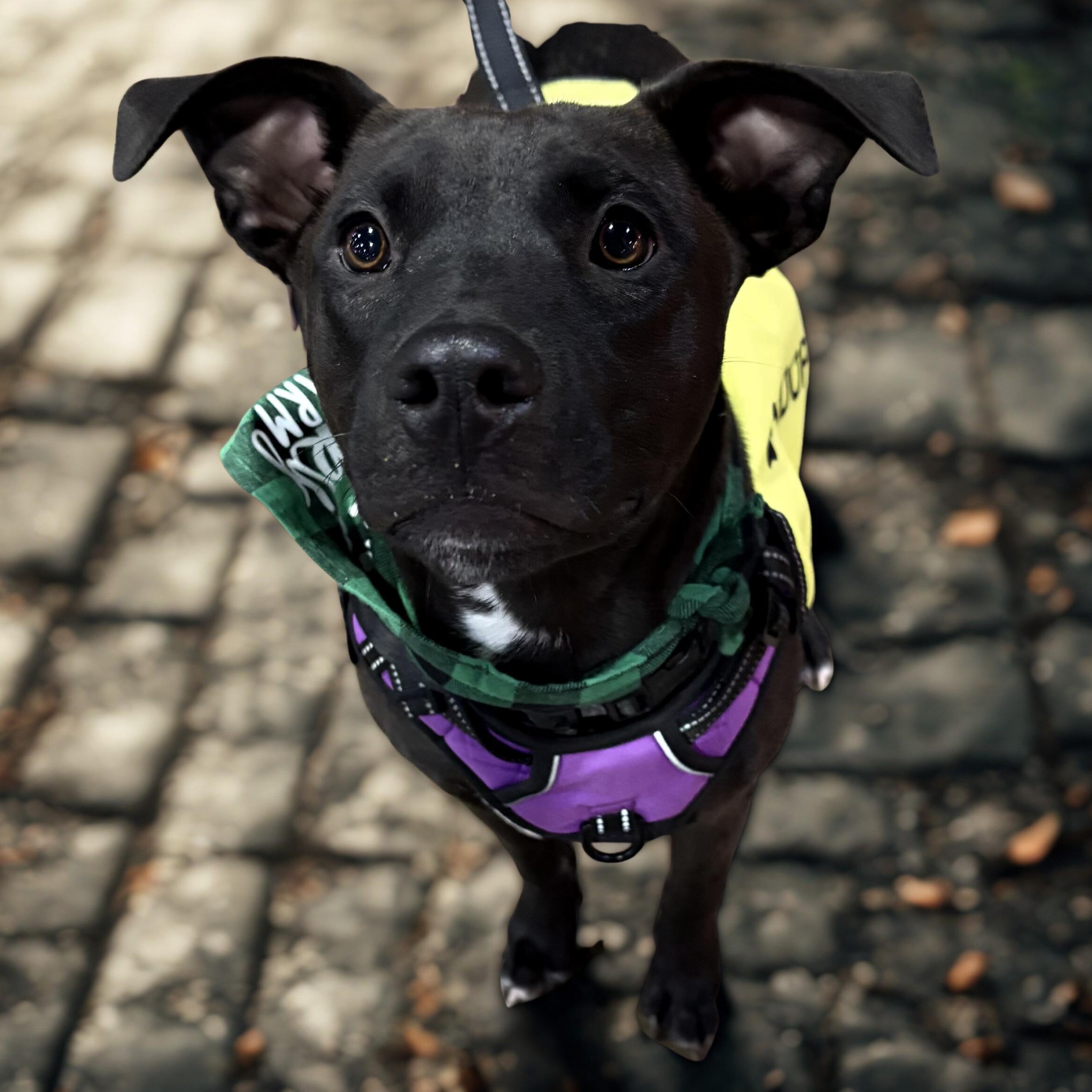 River, an adopted mixed breed in Krum, TX image 5/6