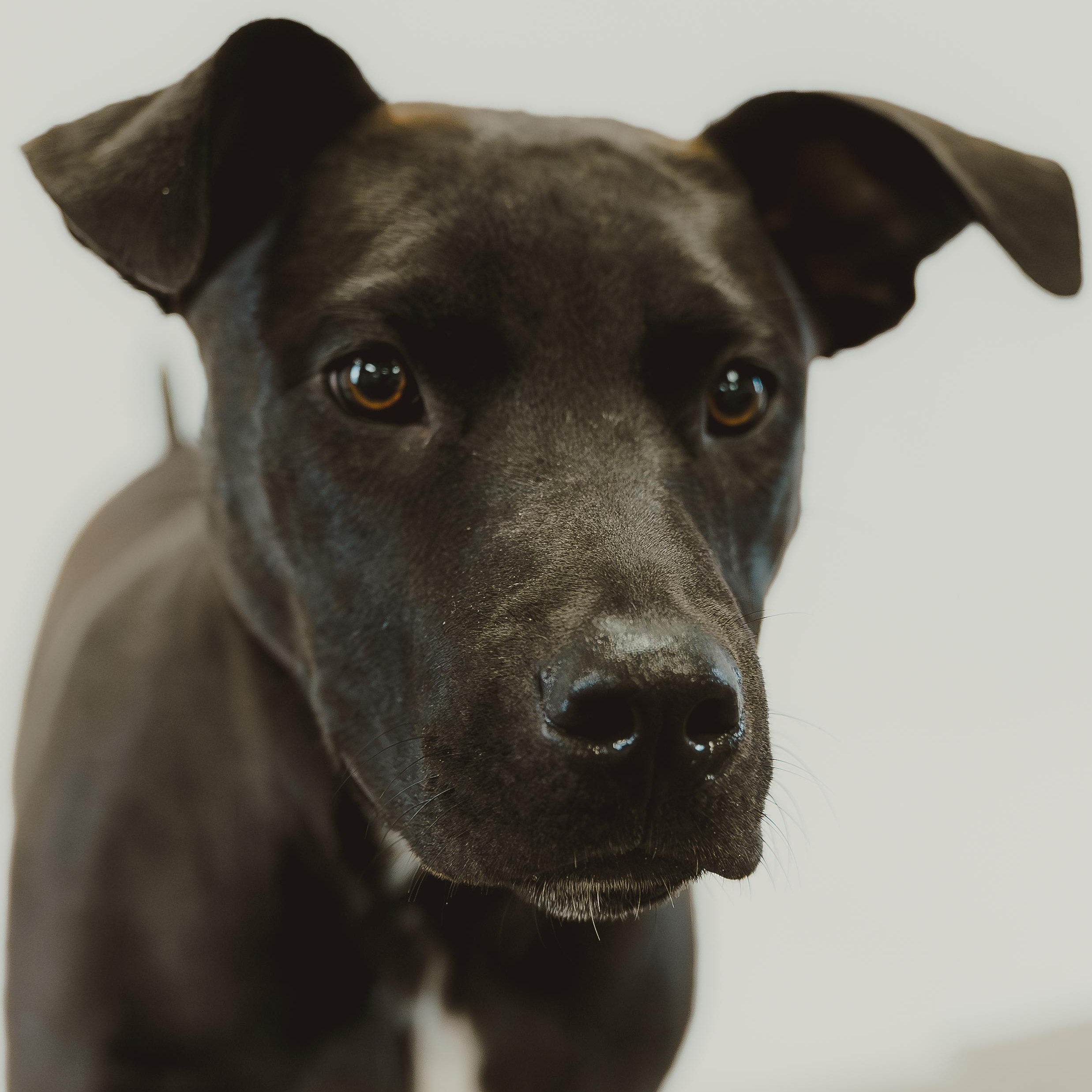 River, an adopted mixed breed in Krum, TX image 6/6