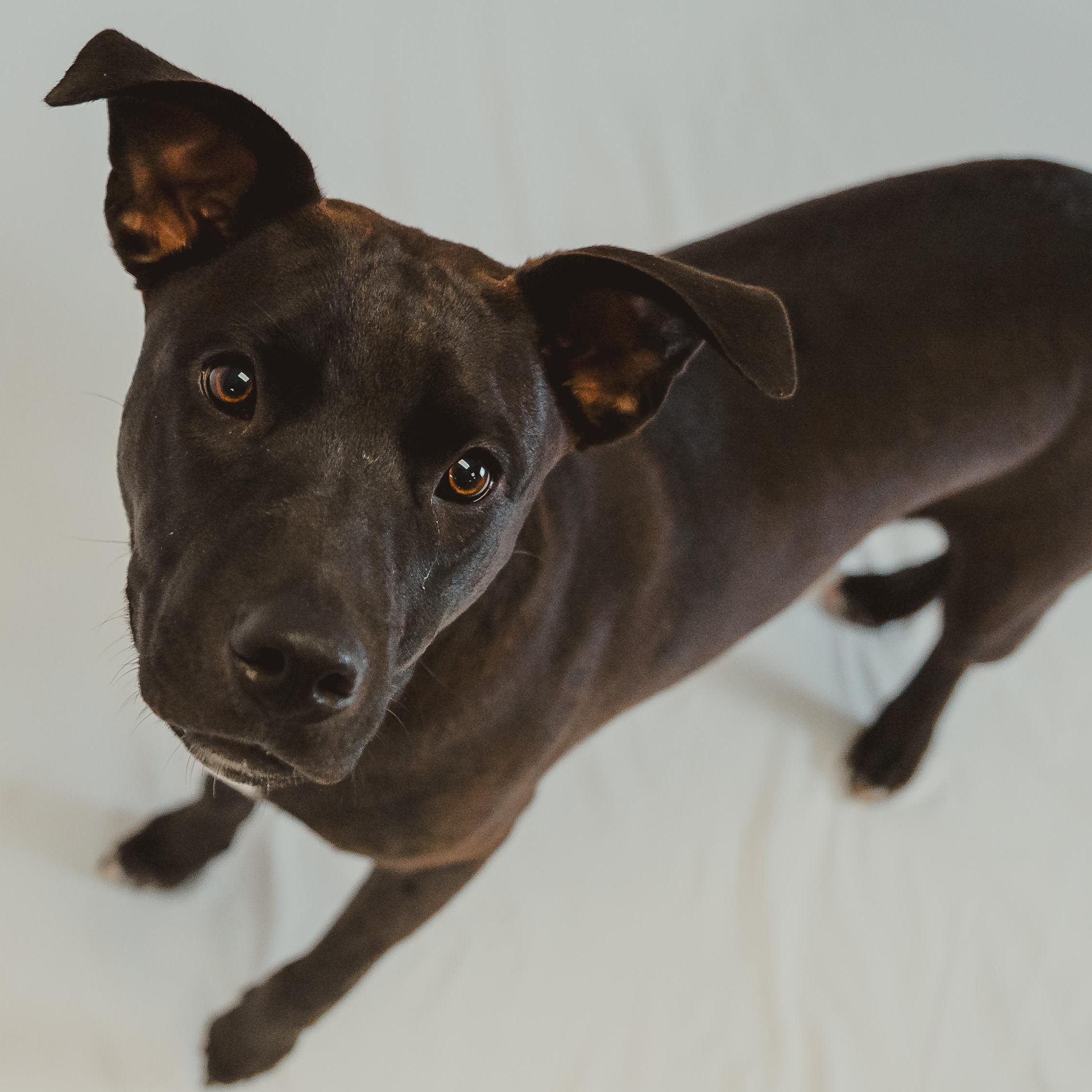 River, an adopted mixed breed in Krum, TX image 2/6