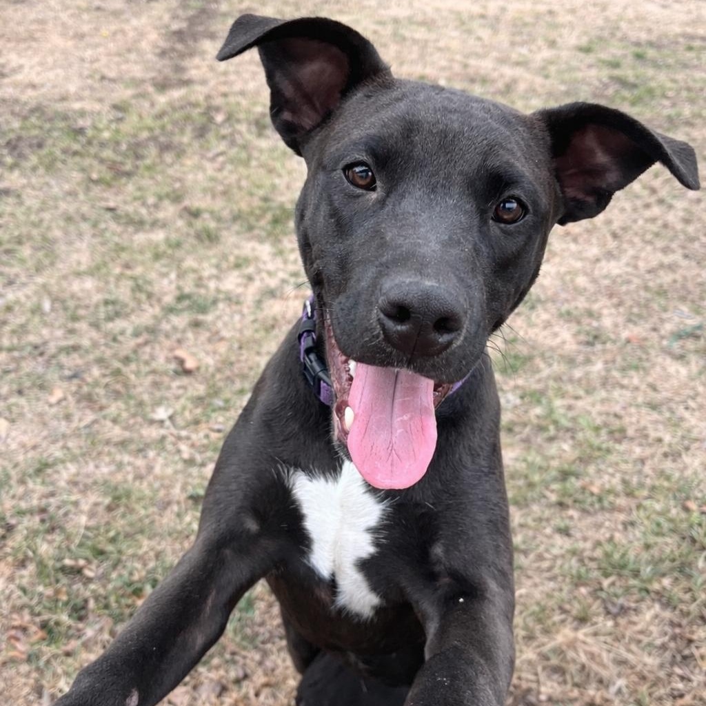 River, an adopted mixed breed in Krum, TX image 4/6