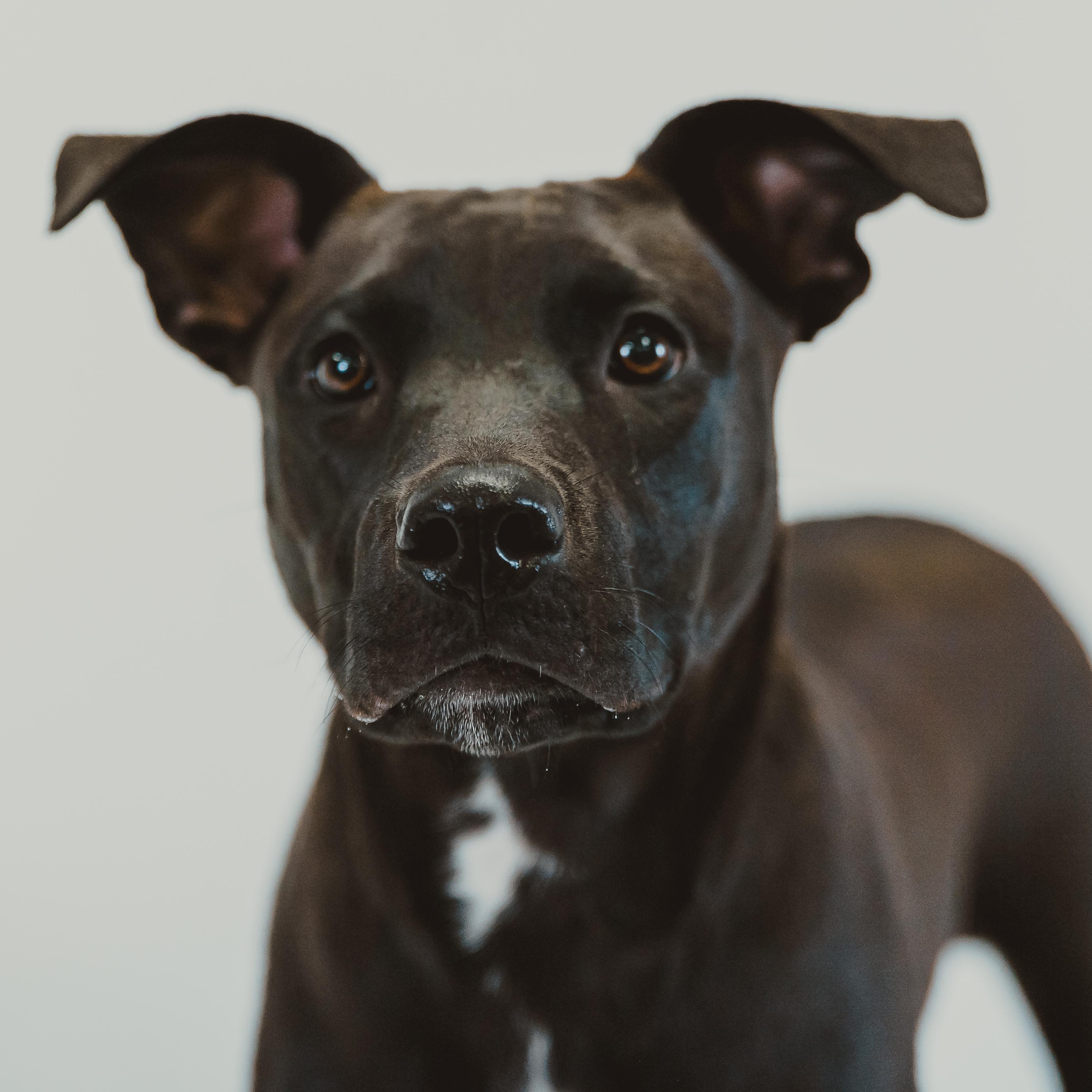 River, adopted, Young Male Labrador Retriever & Pit Bull Terrier.