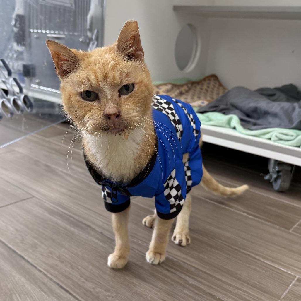 Jabari, Adoptable, Senior Male Domestic Short Hair.