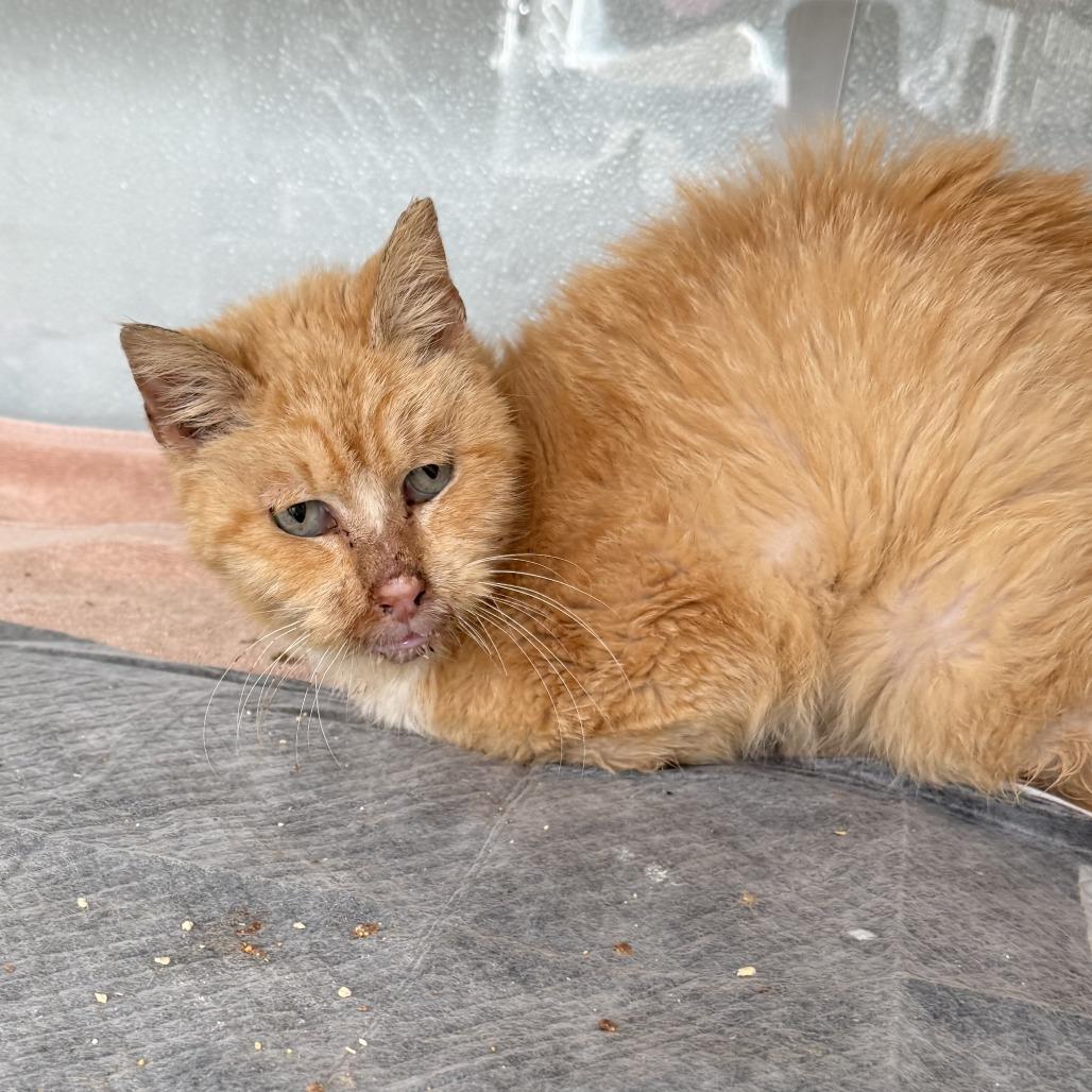 Jabari — thumbnail 2