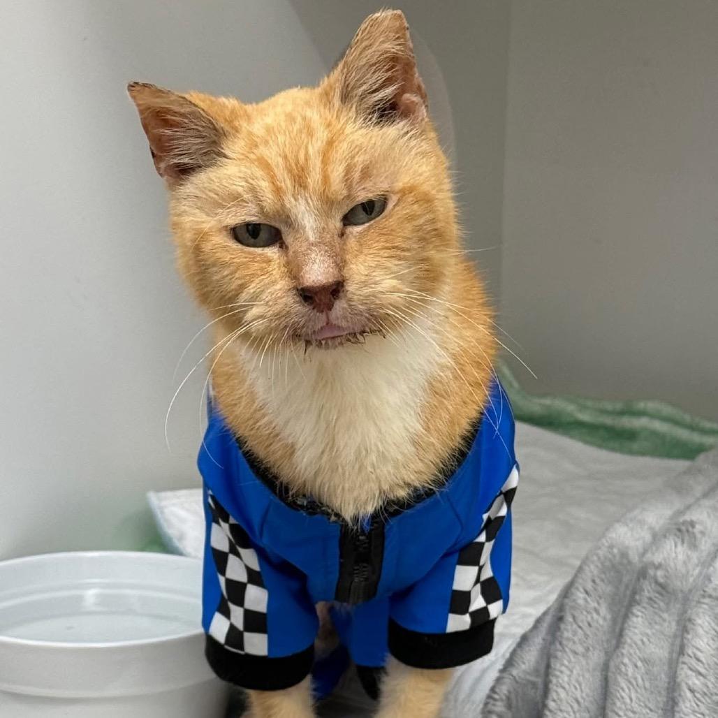 Enlarge Jabari, a Adoptable Domestic Short Hair in Jupiter, FL image 2/2