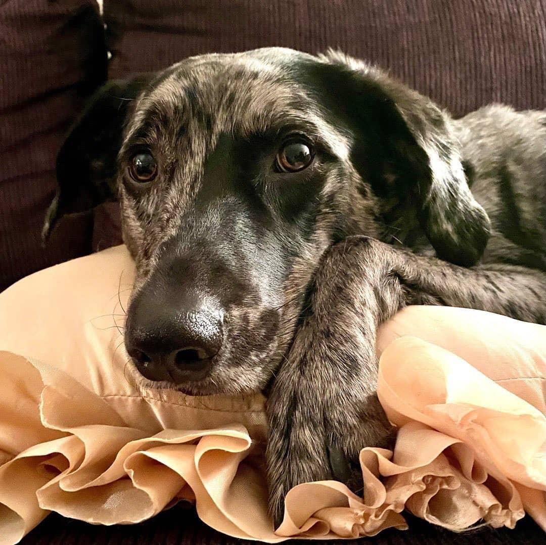 Shania, ADOPTABLE, Young Female Catahoula Leopard Dog.