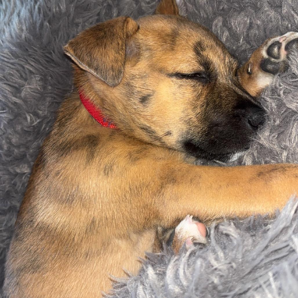 Sadie, a Adoptable Mixed Breed in Kerrville, TX image 3/4