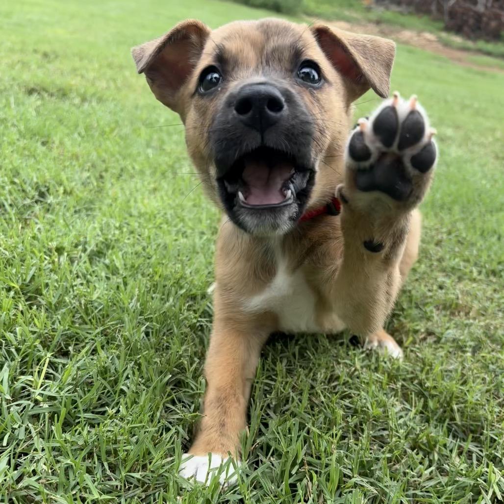Sadie, a Adoptable Mixed Breed in Kerrville, TX image 1/4