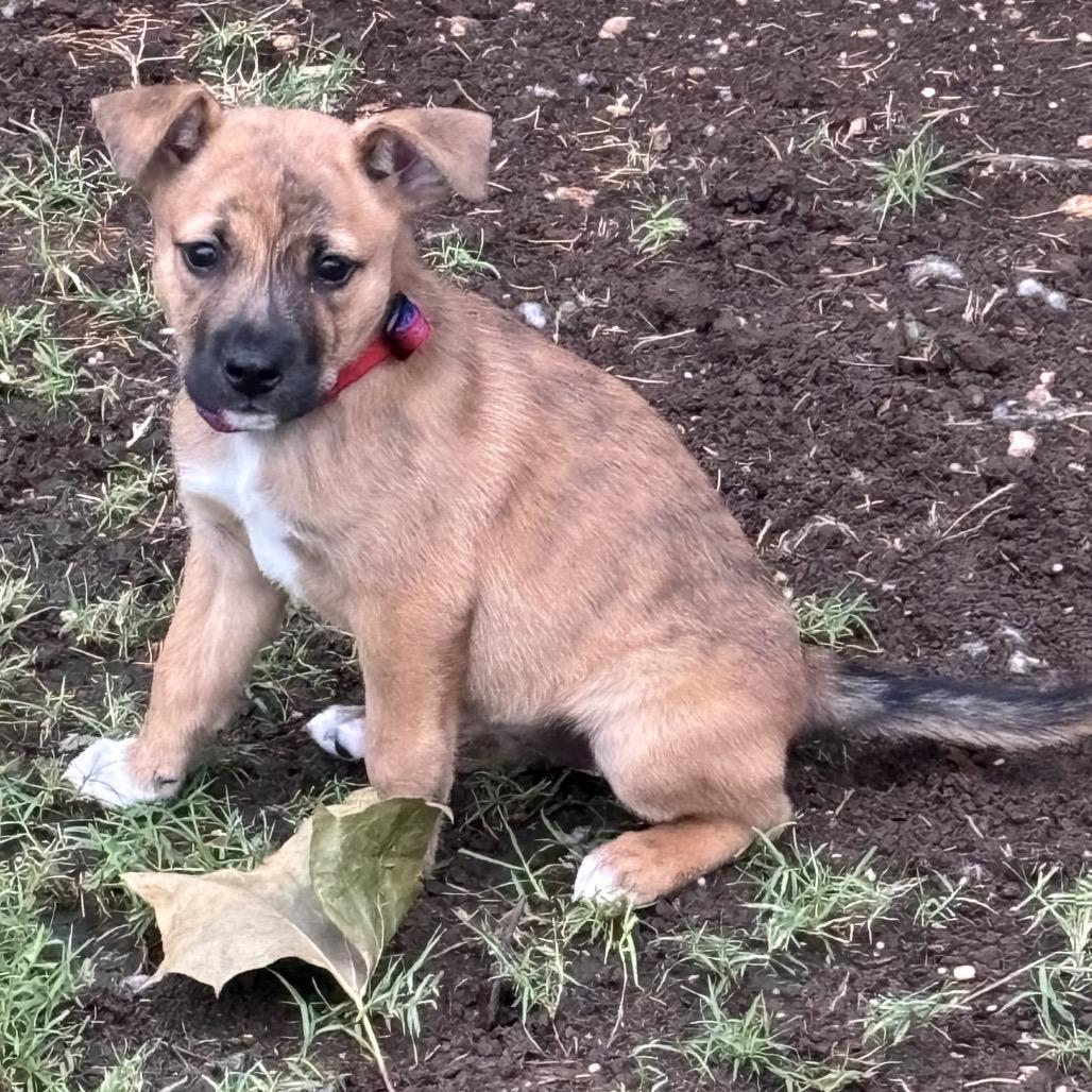 Sadie, a Adoptable Mixed Breed in Kerrville, TX image 4/4