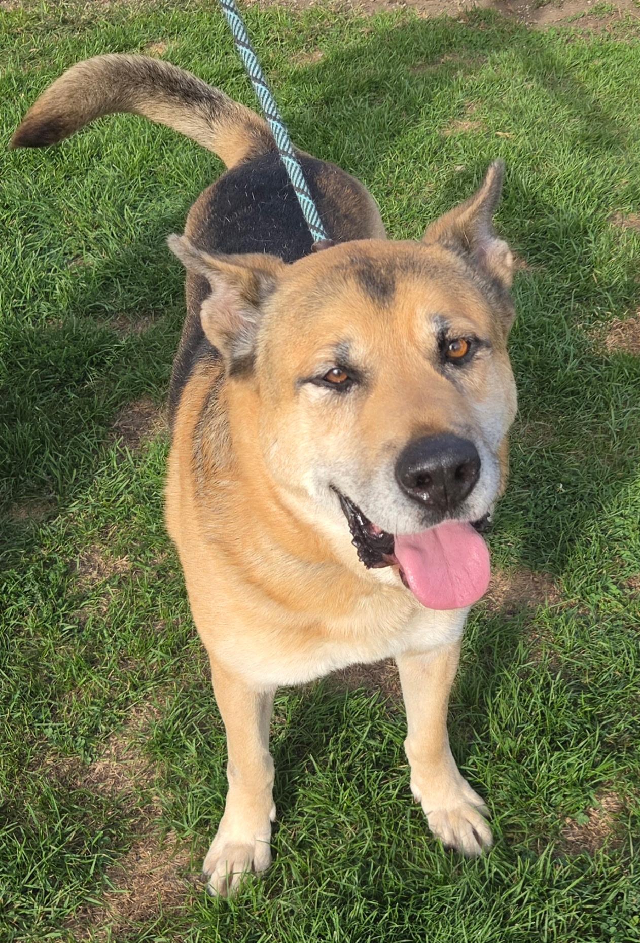 GUS- Needs a foster/forever home! photo