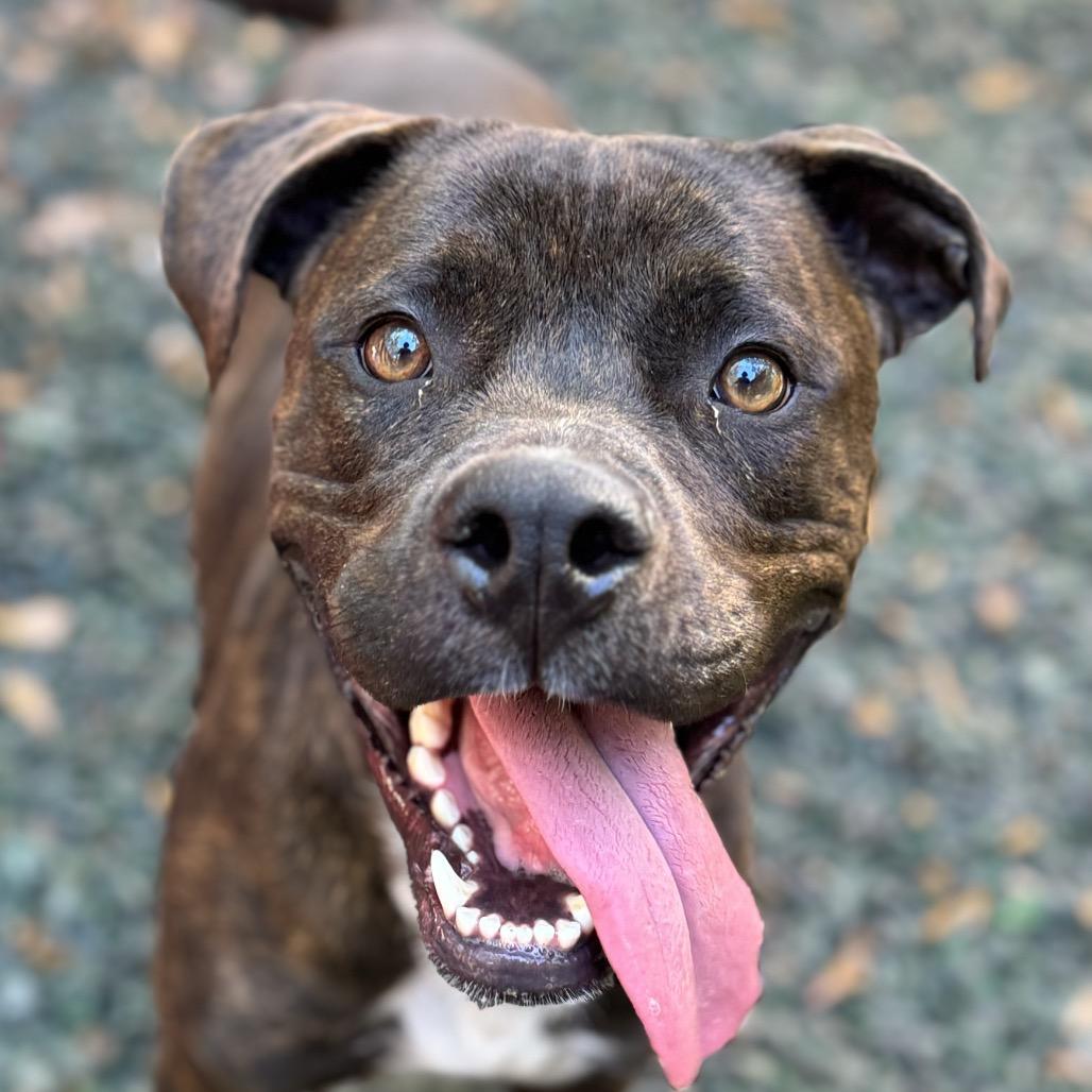 Enlarge Henry, a Adoptable Mixed Breed in Decatur, GA image 2/6
