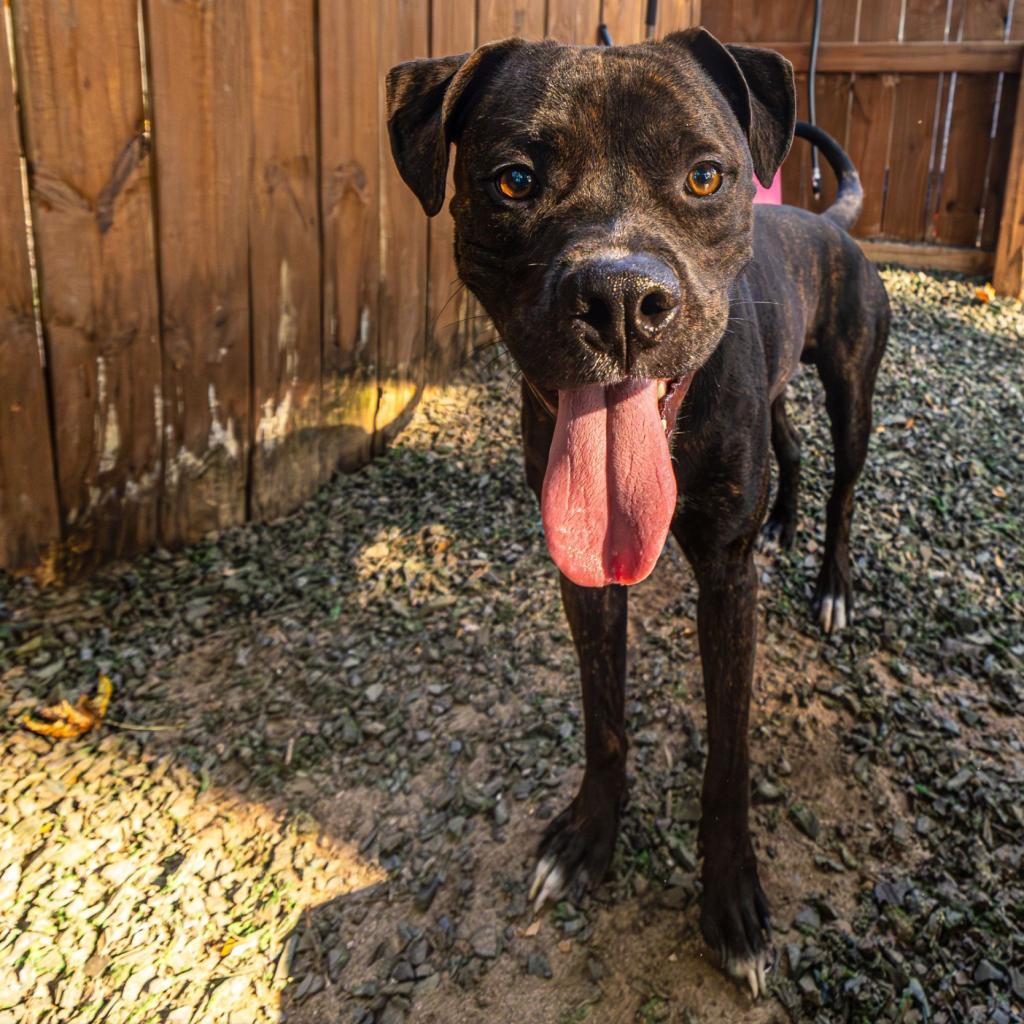 Enlarge Henry, a Adoptable Mixed Breed in Decatur, GA image 3/6