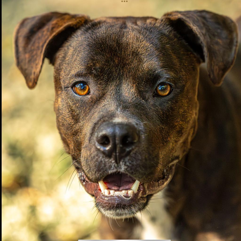 Enlarge Henry, a Adoptable Mixed Breed in Decatur, GA image 4/6