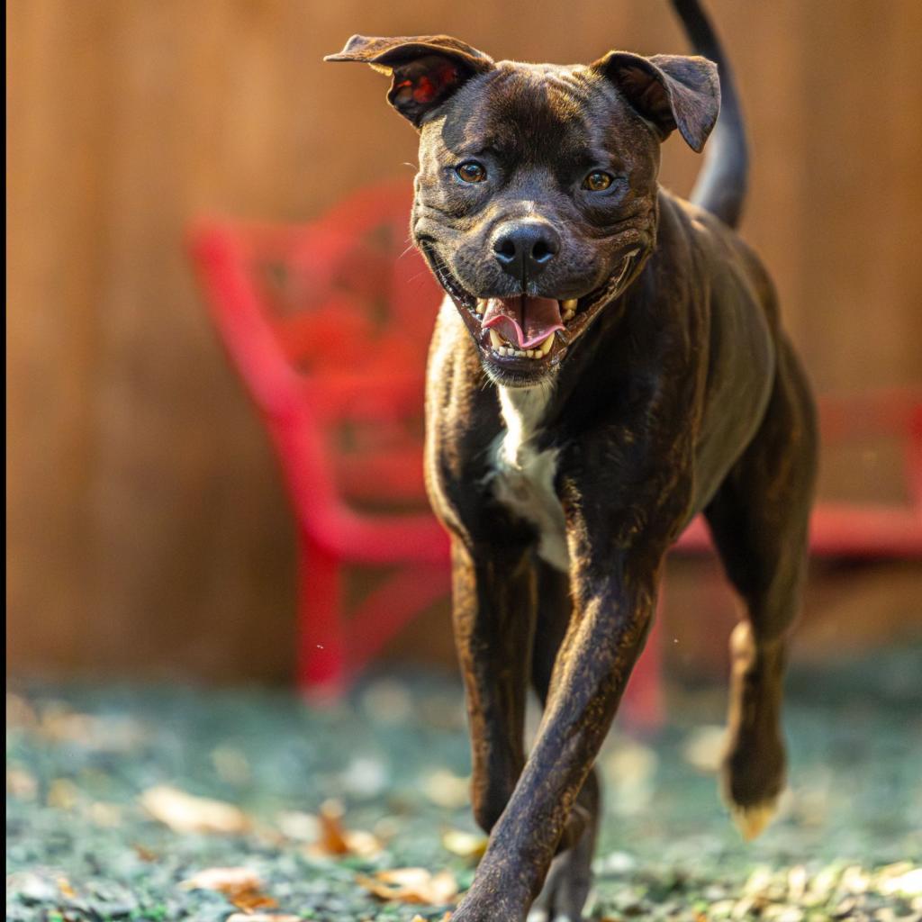 Enlarge Henry, a Adoptable Mixed Breed in Decatur, GA image 5/6