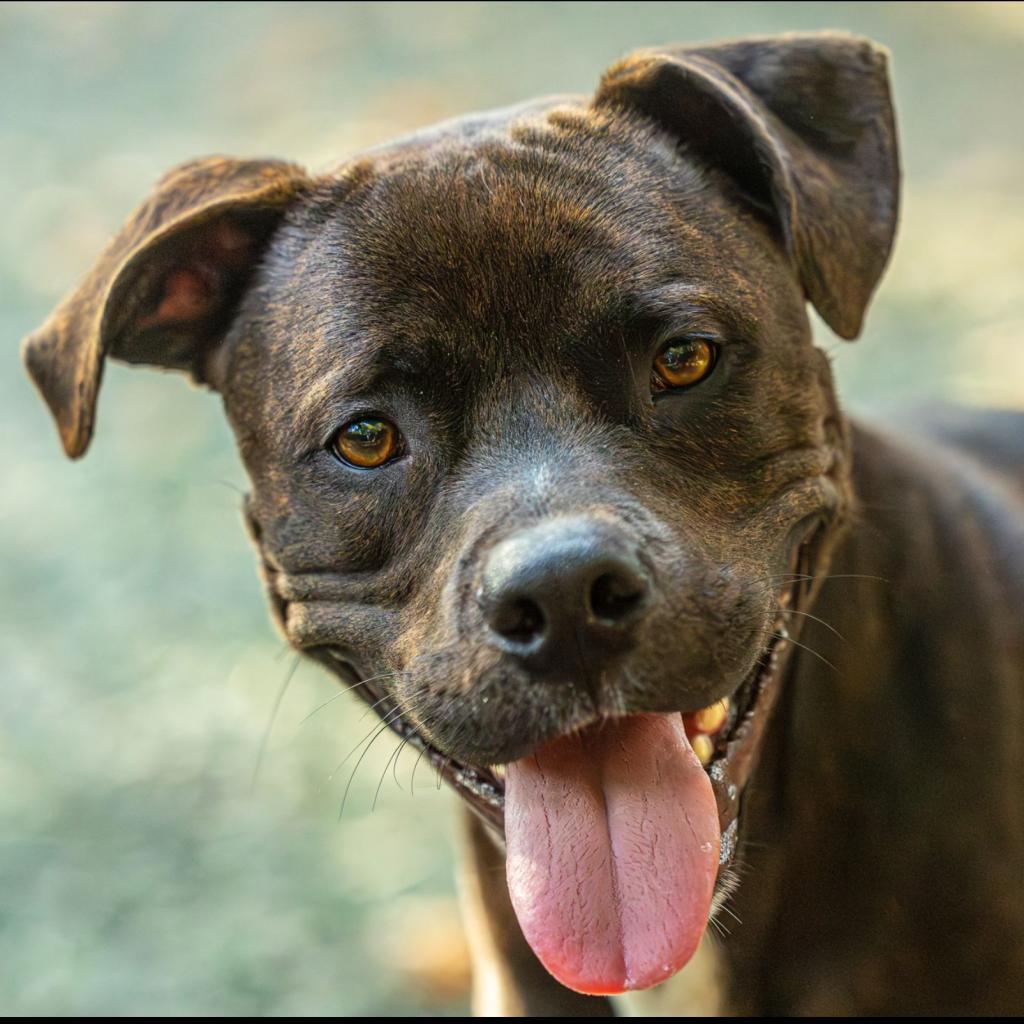 Enlarge Henry, a Adoptable Mixed Breed in Decatur, GA image 6/6