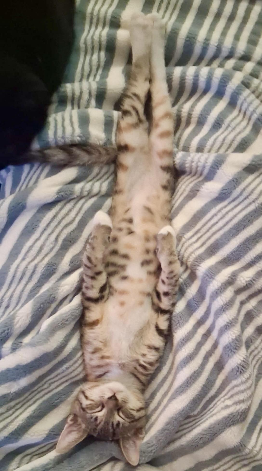 TEDDI, a ADOPTABLE Domestic Short Hair in Boca Raton, FL image 2/4