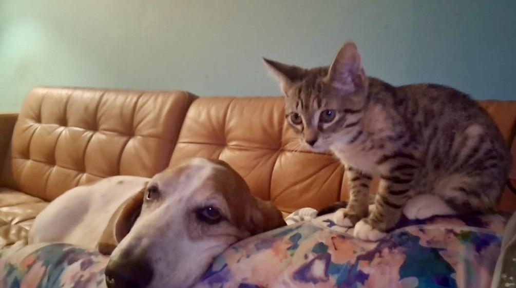 TEDDI, a ADOPTABLE Domestic Short Hair in Boca Raton, FL image 4/4