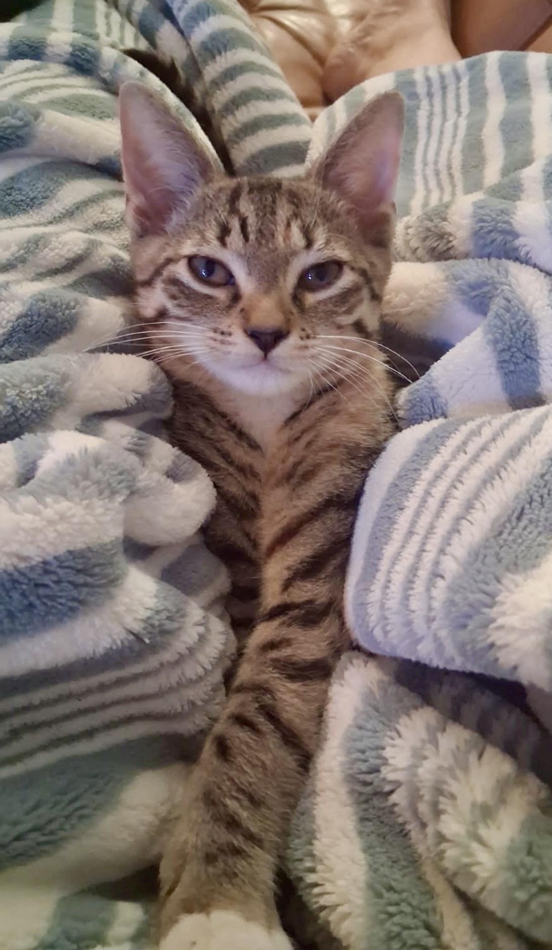 TEDDI, ADOPTABLE, Kitten Female Domestic Short Hair.