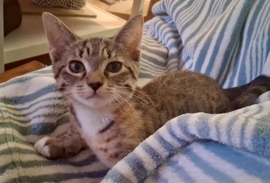 TEDDI, a ADOPTABLE Domestic Short Hair in Boca Raton, FL image 3/4