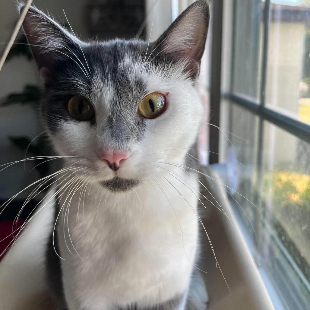 Penne ARC26 - 551, Adoptable, Young Female American Shorthair.