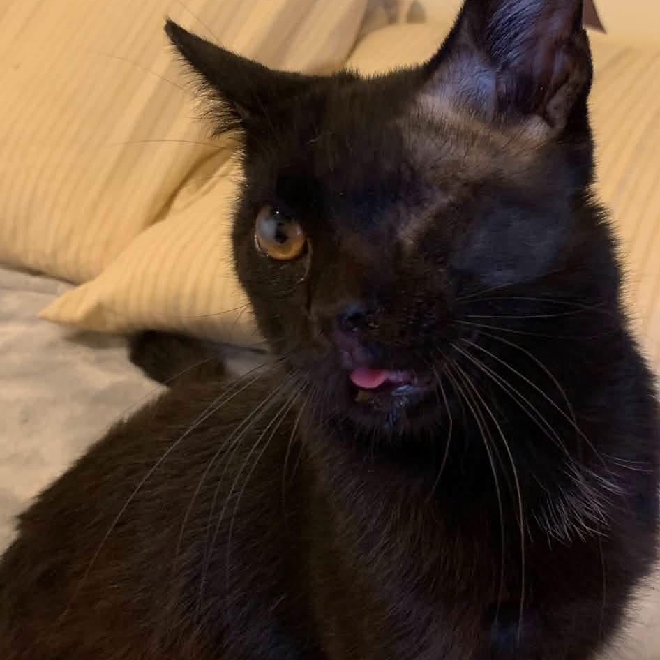 Enlarge Willie, a ADOPTABLE Domestic Short Hair in Davisburg, MI image 1/3
