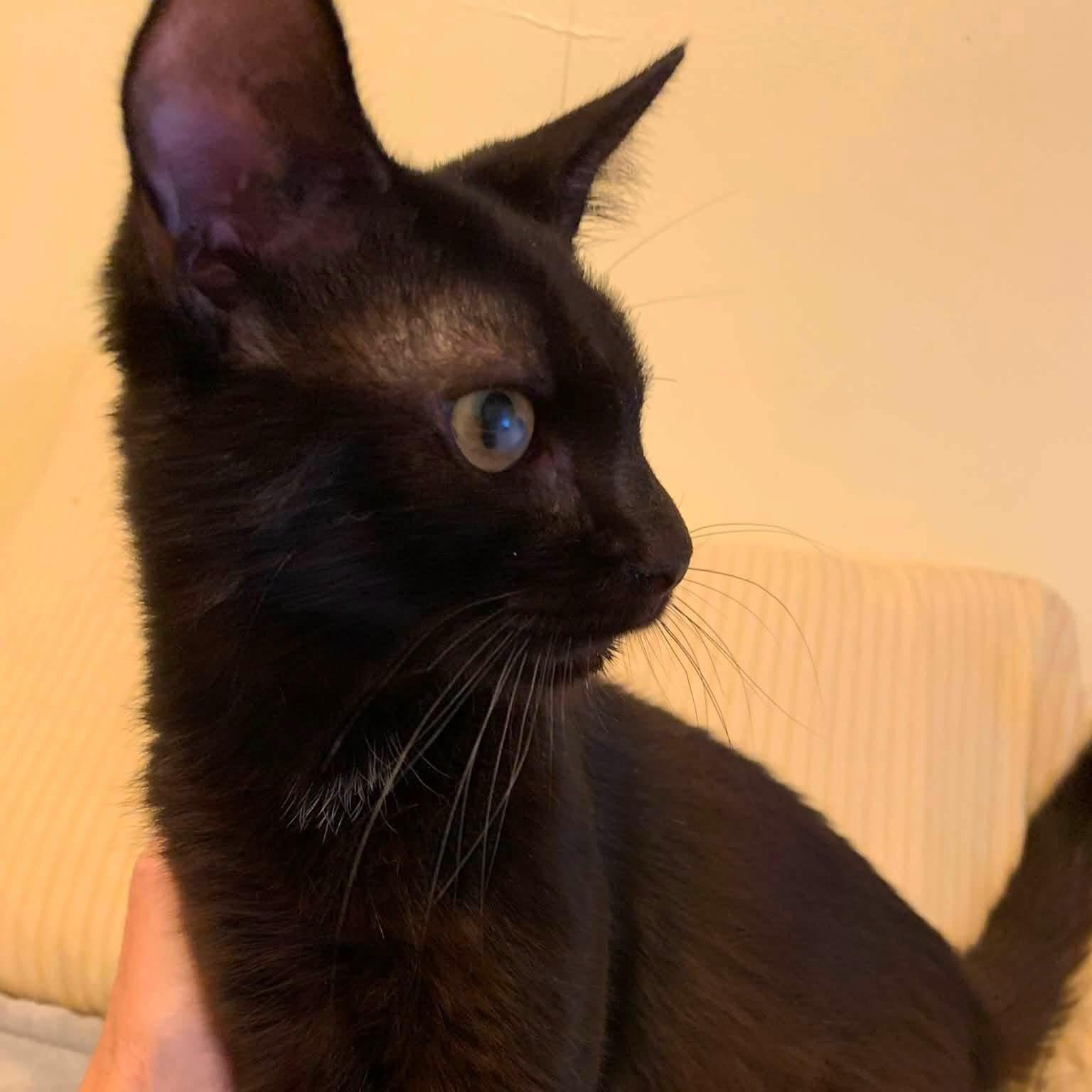 Enlarge Willie, a ADOPTABLE Domestic Short Hair in Davisburg, MI image 3/3