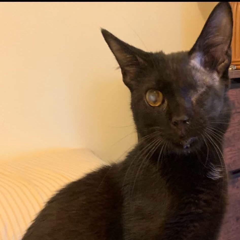 Enlarge Willie, a ADOPTABLE Domestic Short Hair in Davisburg, MI image 2/3
