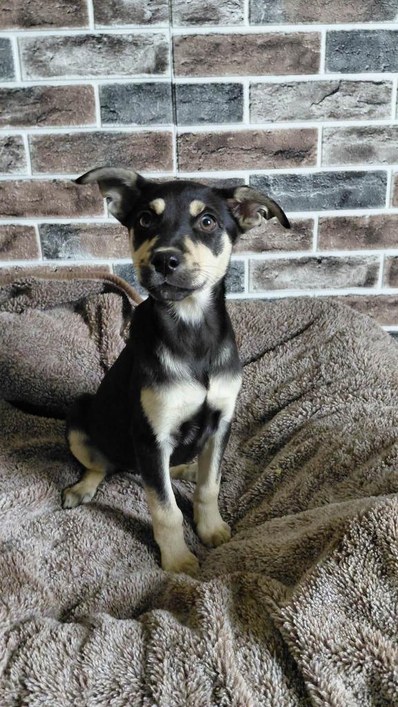 Tegan, Adoptable, Puppy Female Mixed Breed.