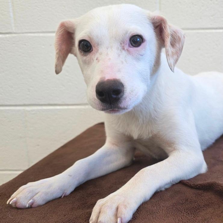 Kisses, Adoptable, Puppy Female Mixed Breed.