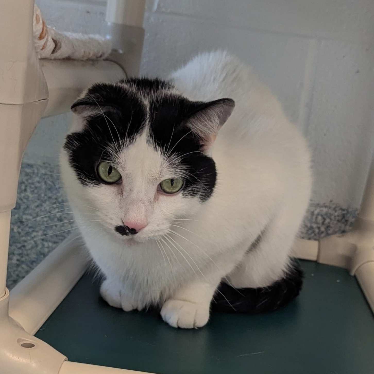 Milton, ADOPTABLE, Adult Male Domestic Short Hair.