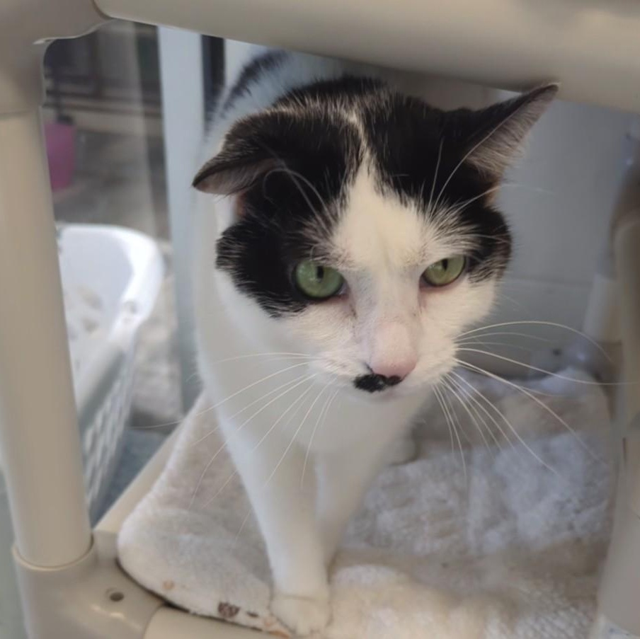 Enlarge Milton, a ADOPTABLE Domestic Short Hair in Stafford, VA image 2/2