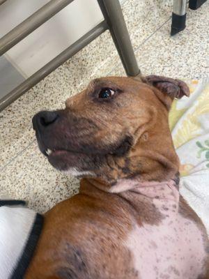 Gwendolyn, Adoptable, Adult Female Mixed Breed.