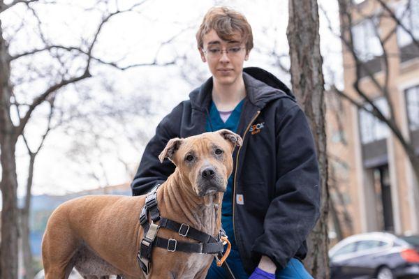 Enlarge Gwendolyn, a Adoptable Mixed Breed in New York, NY image 1/3