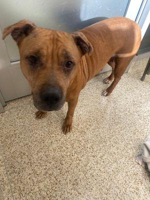 Enlarge Gwendolyn, a Adoptable Mixed Breed in New York, NY image 2/3