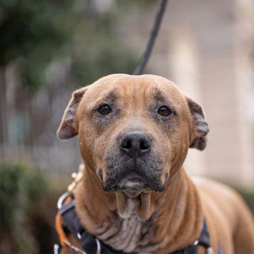 Enlarge Gwendolyn, a Adoptable Mixed Breed in New York, NY image 3/3