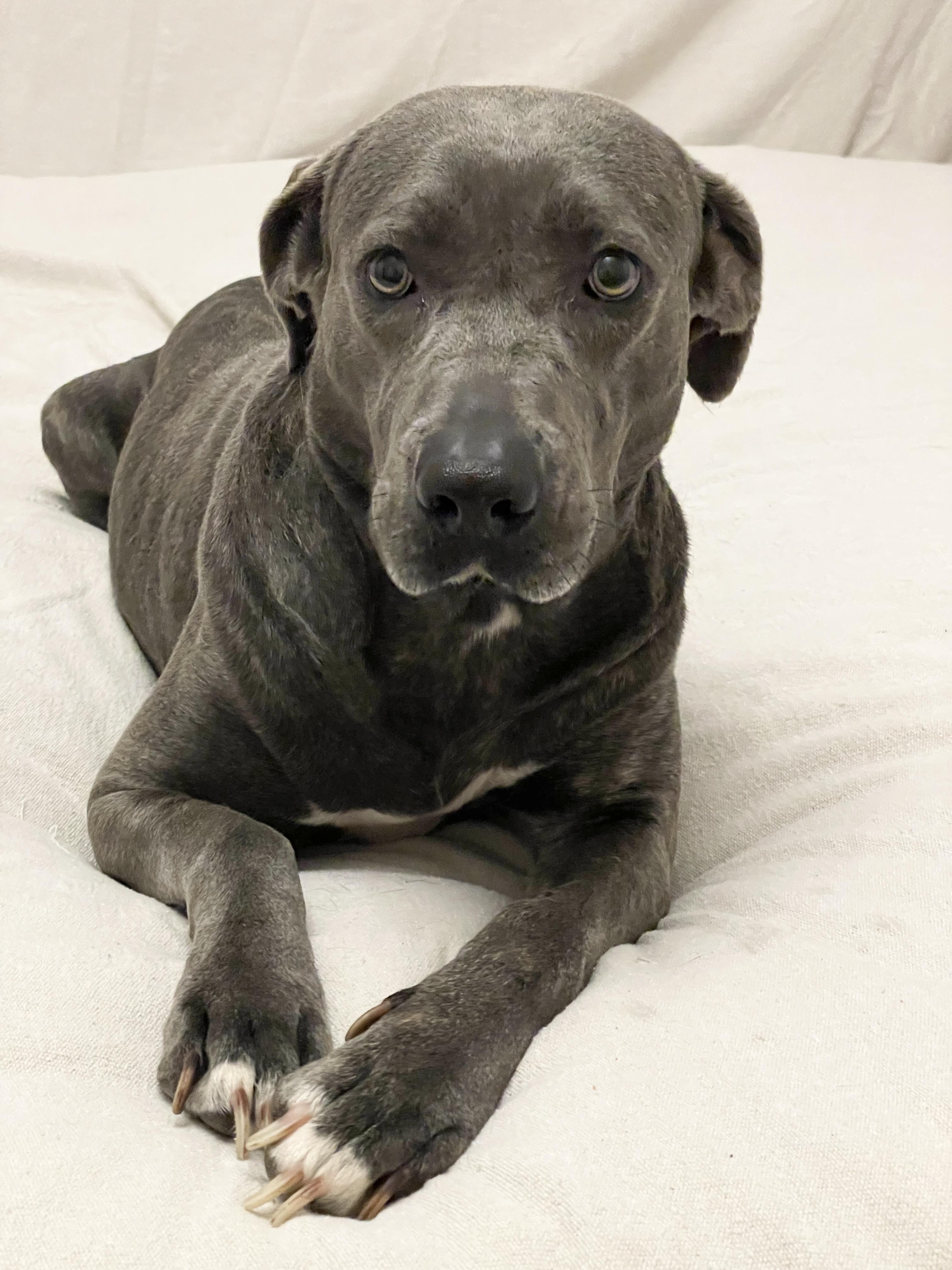 Honey the Angel, Adoptable, Young Female American Staffordshire Terrier & American Bully.