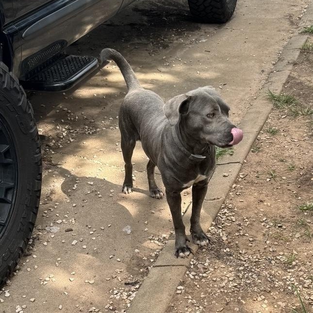 Honey the Angel, a Adoptable mixed breed in West Hartford , CT image 6/6