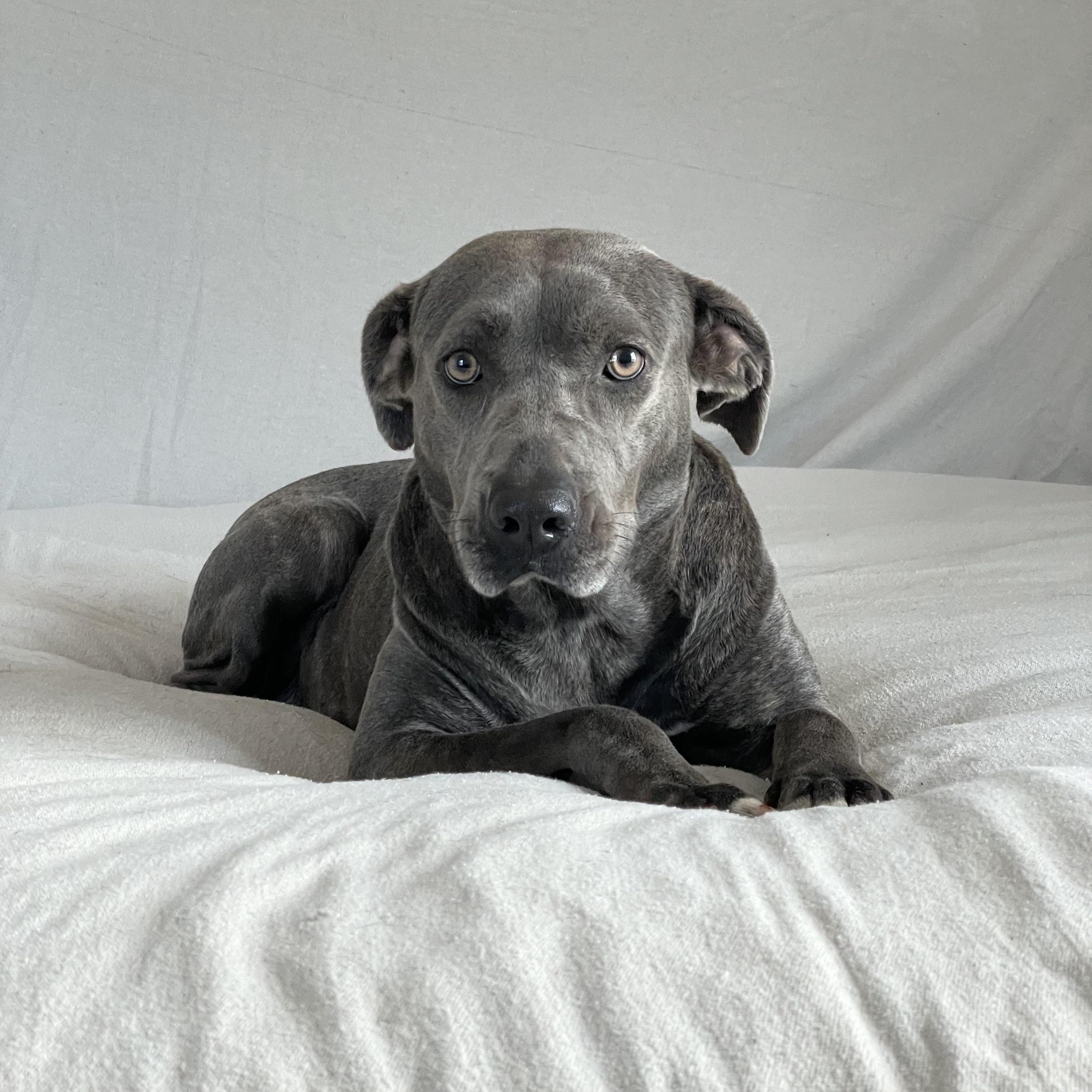 Honey the Angel, a Adoptable mixed breed in West Hartford , CT image 2/6