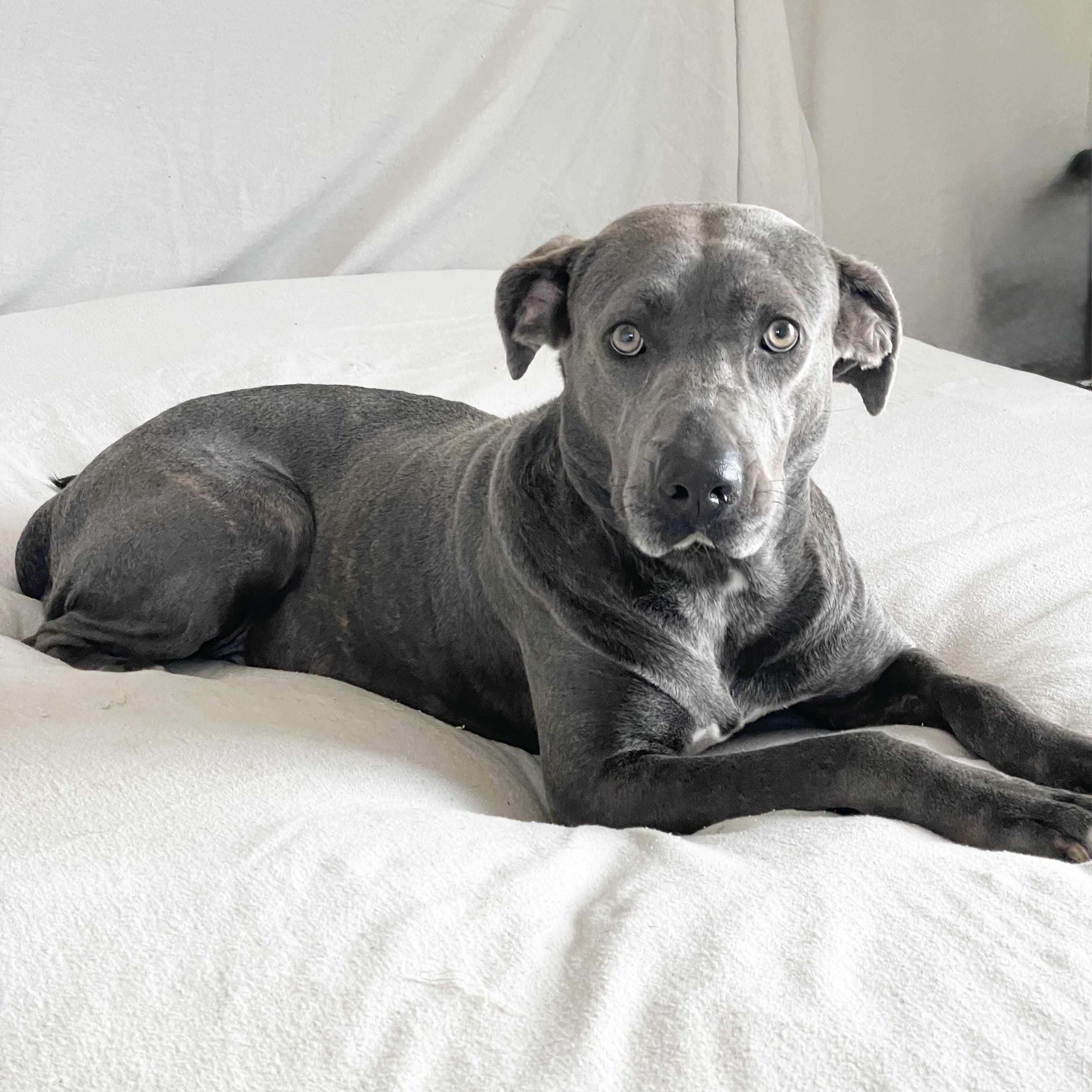 Honey the Angel, a Adoptable mixed breed in West Hartford , CT image 3/6